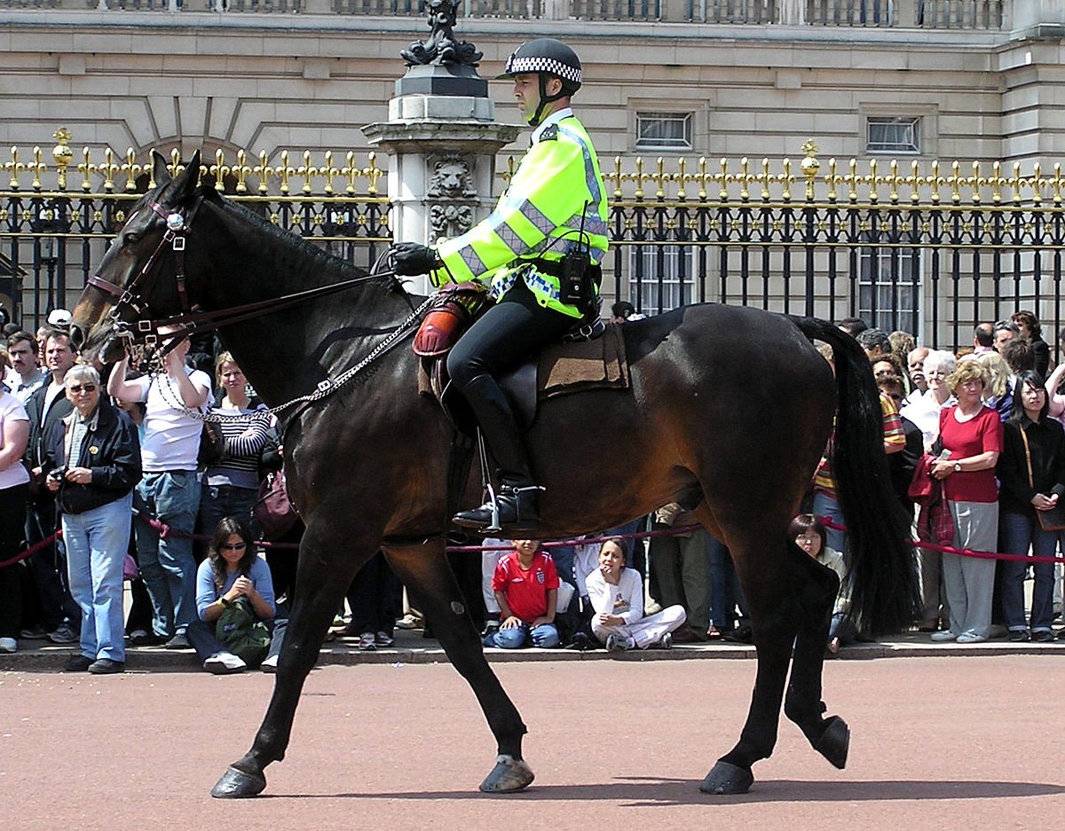 Police Horses